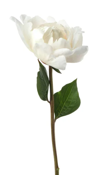 Beautiful Fragrant Peony Flower Isolated White — Stock Photo, Image