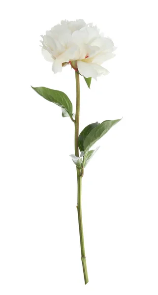 Красива Ароматна Квітка Півонії Ізольована Білому — стокове фото