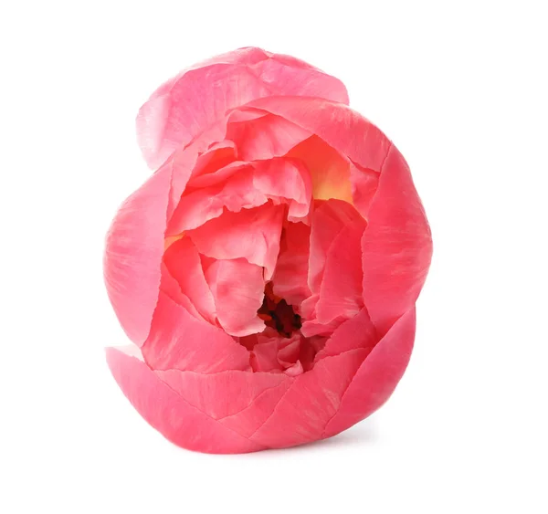 Красивий Рожевий Півоній Бутон Ізольований Білому — стокове фото