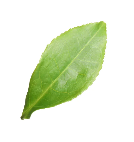 Green Leaf Tea Plant Isolated White — Stock Photo, Image
