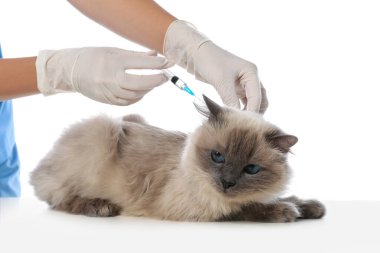 Beyaz arka planda profesyonel veteriner aşılayan kedi, yakın plan.