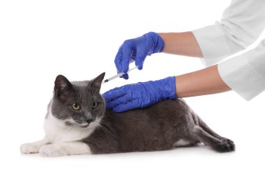 Profesyonel veteriner beyaz arka planda sevimli kedi aşısı, yakın plan.