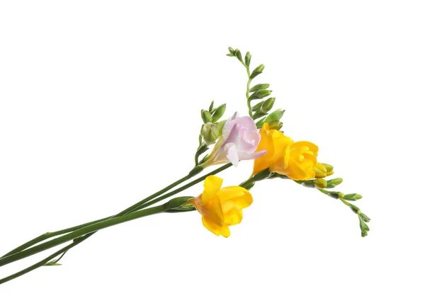Schöne Bunte Freesia Blumen Auf Weißem Hintergrund — Stockfoto