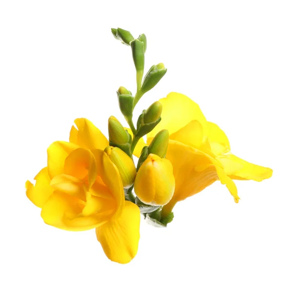 Mooie Gele Freesia Bloemen Witte Achtergrond — Stockfoto