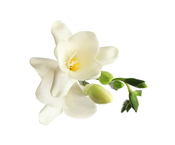 Gyönyörű Virágzó Freesias Elszigetelt Fehér Felső Nézet — Stock Fotó