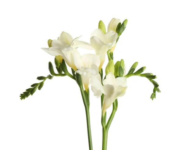 Flores Freesia Florescendo Bonitas Isoladas Branco — Fotografia de Stock