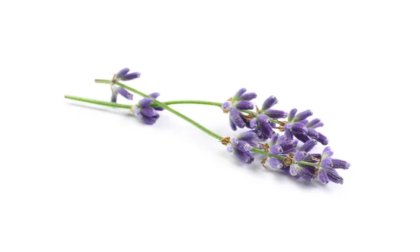 Beautiful Blooming Lavender Flowers White Background — Stock Photo, Image