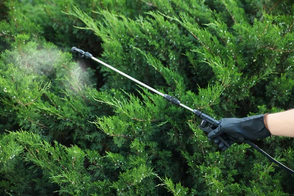 Munkások Rovarirtót Permeteznek Zöld Bokorba Szabadban Közelről Növényvédelem — Stock Fotó