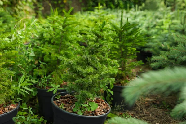 Árvores Abeto Vasos Close Jardinagem Plantação — Fotografia de Stock