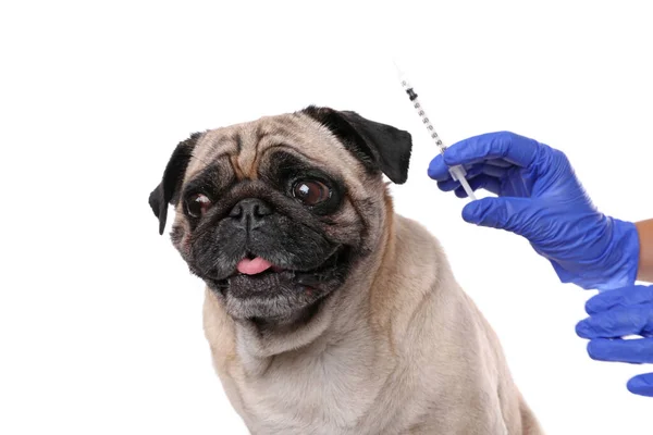 Επαγγελματίας Κτηνίατρος Κρατώντας Σύριγγα Εμβόλιο Κοντά Σκύλο Pug Λευκό Φόντο — Φωτογραφία Αρχείου