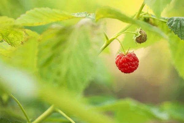 Raspberry Bush Tasty Ripe Berry Garden Closeup — Stock Photo, Image