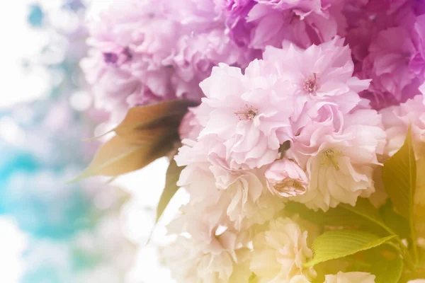 꽃나무의 꽃봉오리를 — 스톡 사진