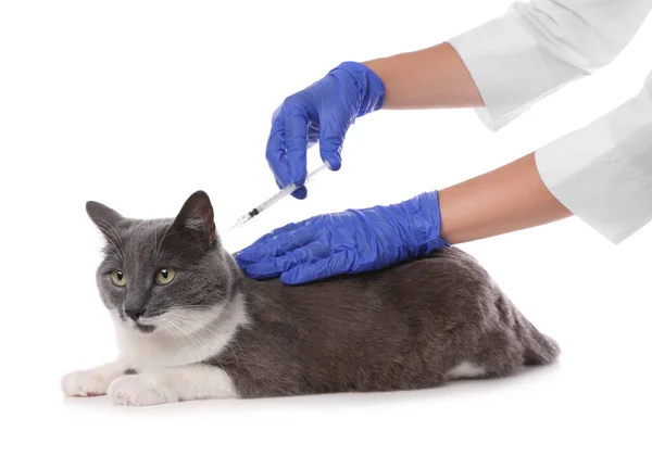Professional Veterinarian Vaccinating Cute Cat White Background Closeup — Stock Photo, Image