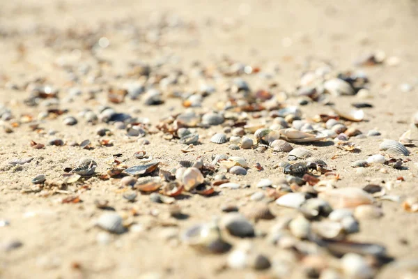 Piękne Muszle Morskie Piaszczystej Plaży Zbliżenie — Zdjęcie stockowe