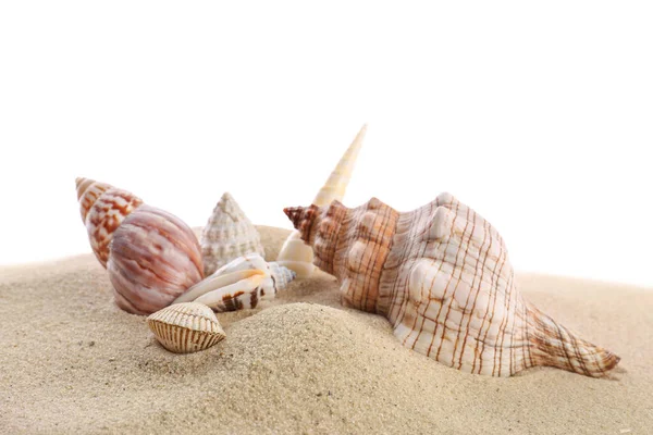 白い背景に美しいエキゾチックな海の殻と砂 — ストック写真