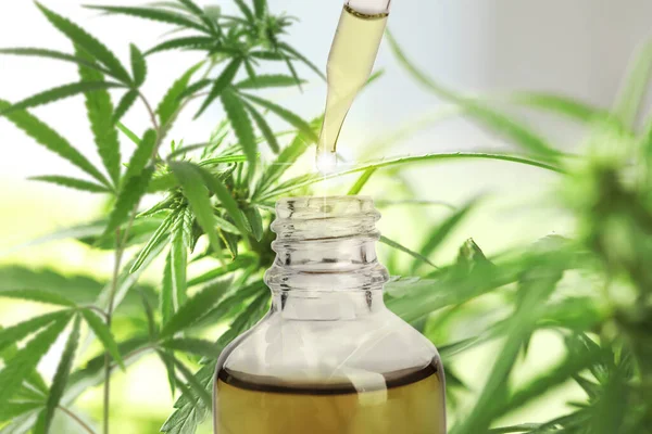 Hemp Oil Green Plant Background — Stock Photo, Image