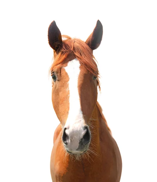 Vista Vicino Del Cavallo Castagno Isolato Bianco Bellissimo Animale Domestico — Foto Stock