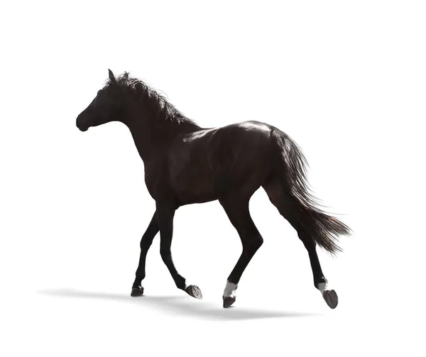 Mörk Vik Häst Körs Vit Bakgrund Vackert Husdjur — Stockfoto