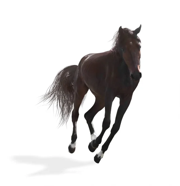 Dark Bay Horse Running White Background Beautiful Pet — Stock Photo, Image