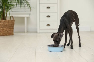 İtalyan Greyhound köpeği evde kaseden yiyor.