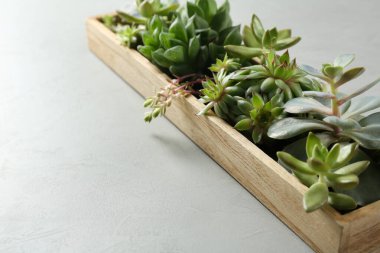 Açık gri arka planda, ahşap tepside birçok farklı echeverias, yakın plan. Sulu bitkiler.