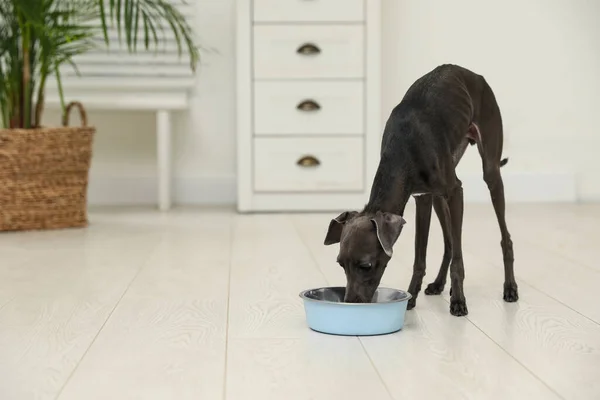 Włoski Pies Chartów Jedzenie Miski Domu — Zdjęcie stockowe