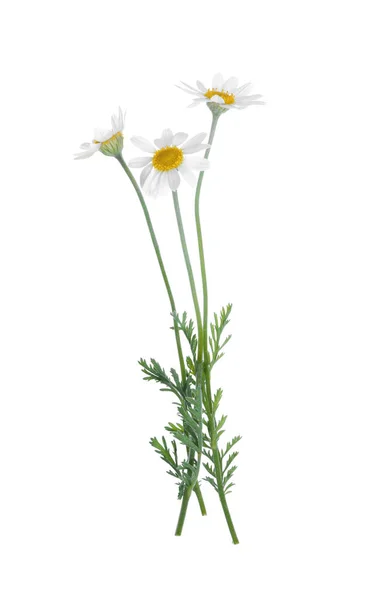 Camomille Fiore Isolate Bianco Bellissimi Fiori — Foto Stock