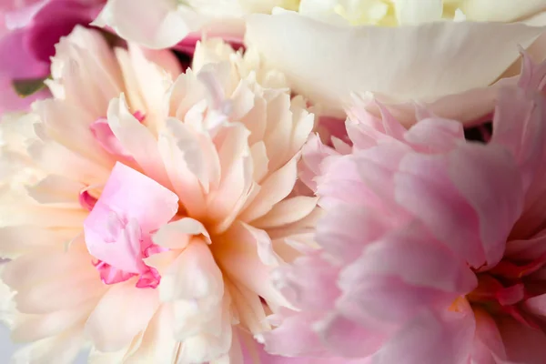 美しい香りの牡丹の花のクローズアップビュー — ストック写真
