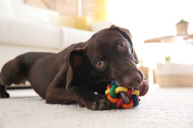 Şirin Alman Shorthair 'i Pointer Dog evde oyuncakla oynuyordu.