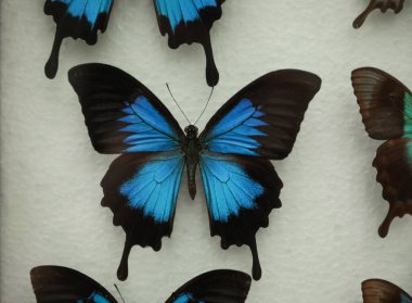 Beyaz arka planda güzel Papilio Ulysses telegonus kelebeği