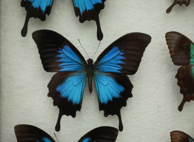 Beautiful Papilio ulysses telegonus butterfly on white background clipart