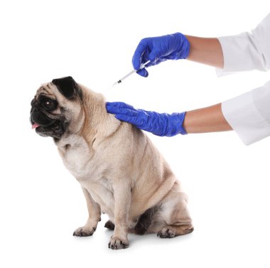 Profesyonel veteriner, beyaz arka planda sevimli köpek aşısı, yakın plan.