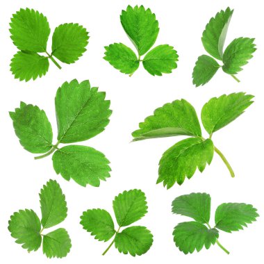 Beyaz arkaplanda yeşil çilek yaprakları