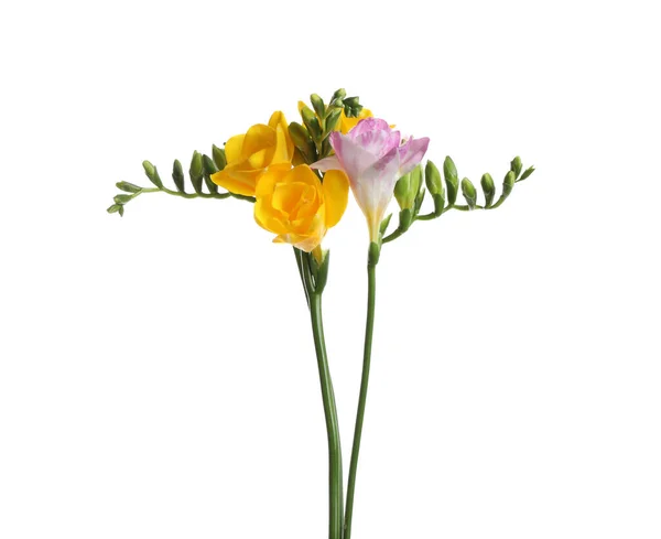 Vackra Färgglada Freesia Blommor Vit Bakgrund — Stockfoto