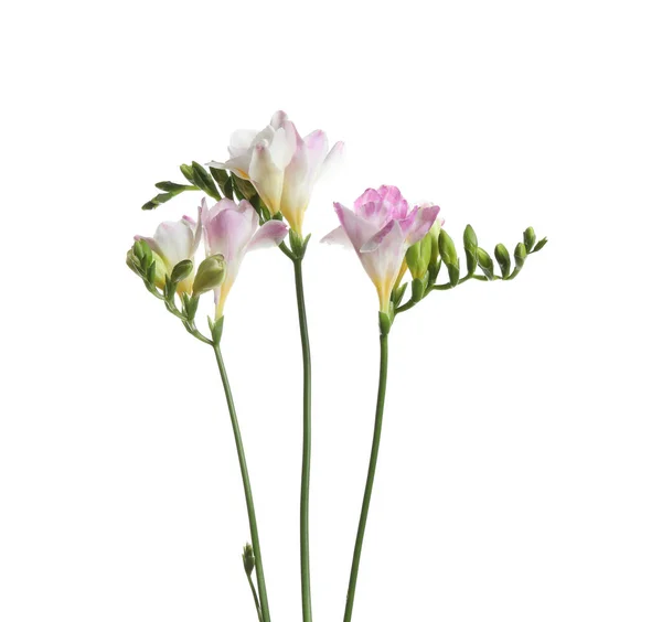 Vackra Färgglada Freesia Blommor Vit Bakgrund — Stockfoto