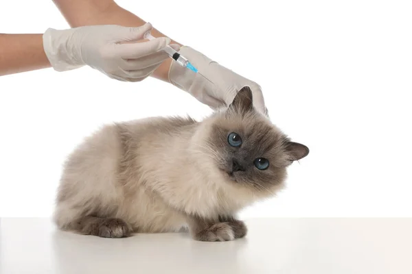 Επαγγελματίας Κτηνίατρος Εμβολιασμός Γάτα Λευκό Φόντο Closeup — Φωτογραφία Αρχείου