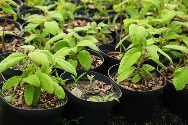 Árvores Verdes Vasos Close Jardinagem Plantação — Fotografia de Stock