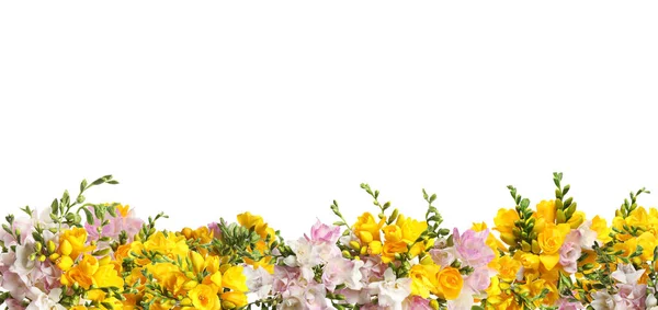 Mnoho Krásných Voňavých Freezie Květin Izolovaných Bílém Návrh Nápisu — Stock fotografie