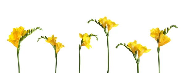 Conjunto Flores Freesia Amarelas Fundo Branco Design Banner — Fotografia de Stock