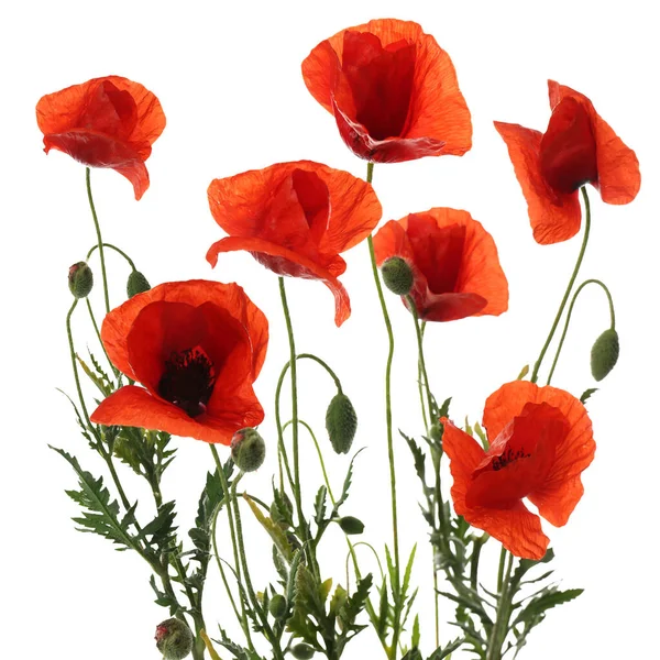 Belles Fleurs Pavot Rouge Isolées Sur Blanc — Photo