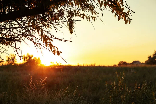 Vackert Fält Vid Soluppgången Tidig Morgon Landskap — Stockfoto