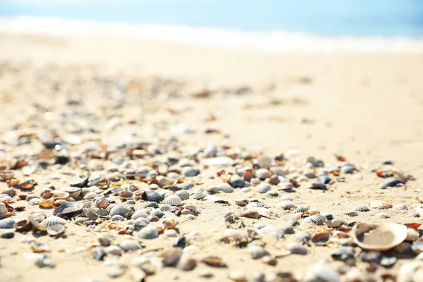 Piękne Muszle Piaszczystej Plaży Pobliżu Morza Zbliżenie — Zdjęcie stockowe