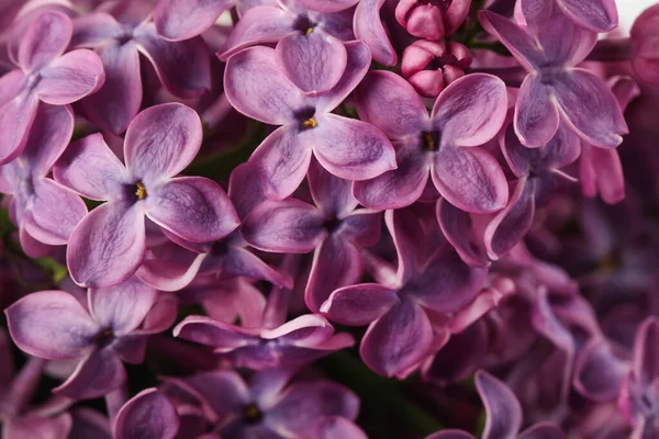 Vue Rapprochée Belles Fleurs Lilas Comme Arrière Plan — Photo