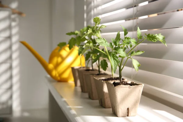 Mudas Tomate Verde Vasos Turfa Peitoril Janela Branca Dentro Casa — Fotografia de Stock