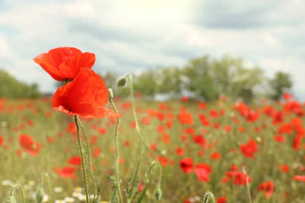 Vackra Röda Vallmo Blommor Växer Fält Närbild Plats För Text — Stockfoto