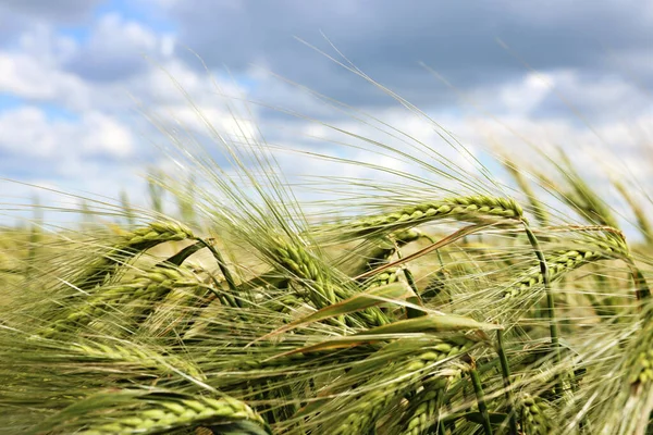 Campo Agrícola Con Cultivo Cereales Maduración Día Nublado —  Fotos de Stock