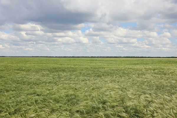 Pole Uprawne Uprawami Zbóż Dojrzewających Pochmurny Dzień — Zdjęcie stockowe