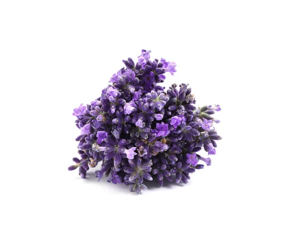 Vacker Blommande Lavendel Blommor Vit Bakgrund — Stockfoto