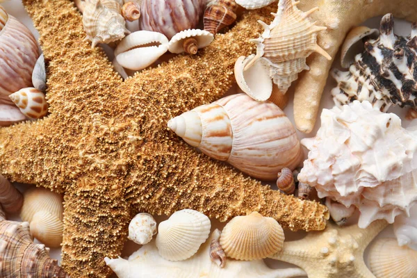 Verschiedene Muscheln Und Seesterne Als Hintergrund Nahaufnahme — Stockfoto