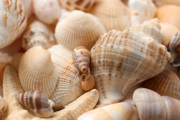 Many Beautiful Seashells Background Closeup View — Stock Photo, Image